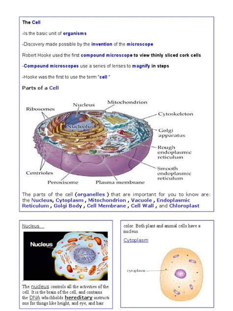 Cytoplasm Function Of A Cell - Osmond Satria