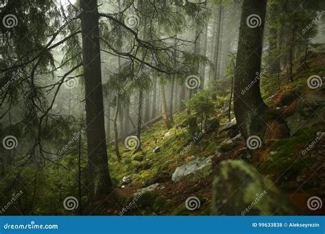 Misty Pine Forest on the Mountain Slope in a Nature Reserve Stock Photo - Image of forest ...