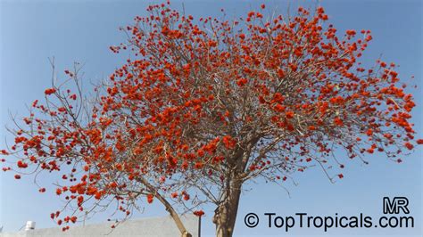 Erythrina lysistemon, Scarlet Coral Tree