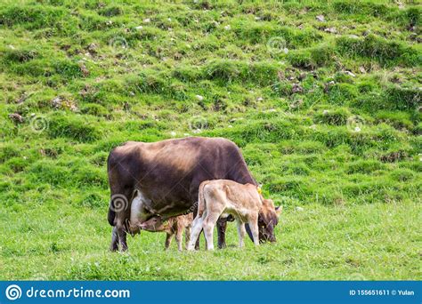 Leche De Cuidado Del Becerro De Neuborn De Una Vaca De La Madre Imagen ...