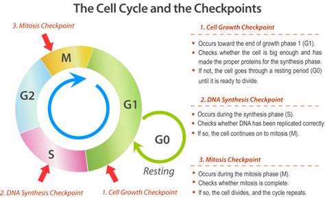 7.2: Cell Cycle and Cell Division - Biology LibreTexts