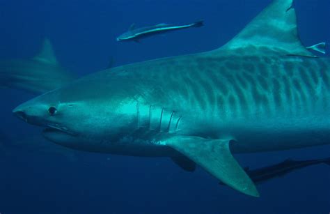 Tackle Fish: Tiger Shark ( Galeocerdo cuvier )
