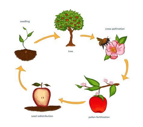 Plant Pollination Process