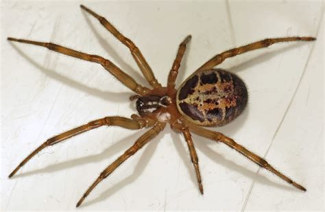 The NHBS Guide to UK Spider Identification