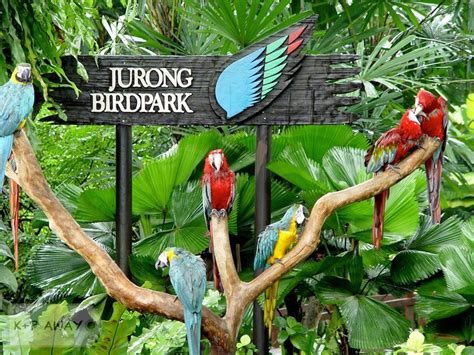 Singapore Attraction Ticket: Jurong Bird Park + Zoo