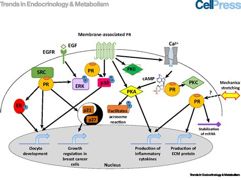 Figure 2 from Progesterone-Mediated Non-Classical Signaling | Semantic Scholar