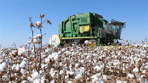 Crop Progress: Another 10 Percent Gain in Cotton Harvest - Cotton Grower