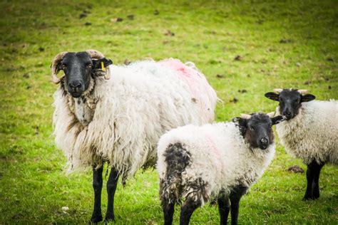 sheep in Ireland 4877069 Stock Photo at Vecteezy