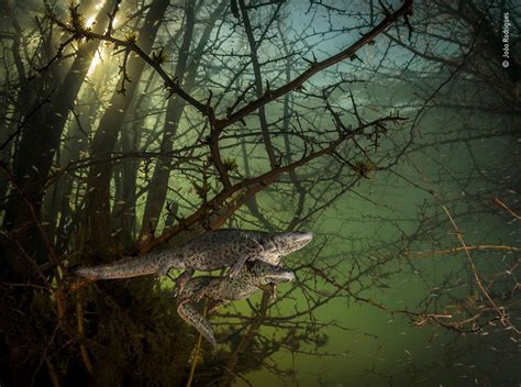 Highlights from the 2021 Wildlife Photographer of the Year Awards