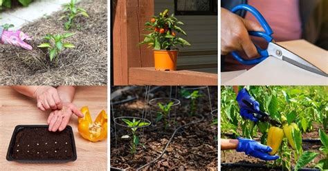 12 Tips for Growing Peppers to Maximize Your Harvest - DIY & Crafts