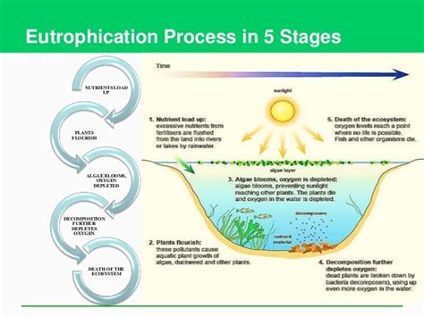 Eutrophication & the Process of Eutrophication