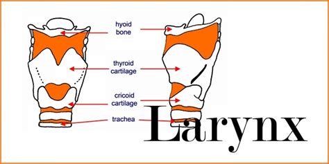 Larynx