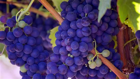 Grapes Free Stock Photo - Public Domain Pictures