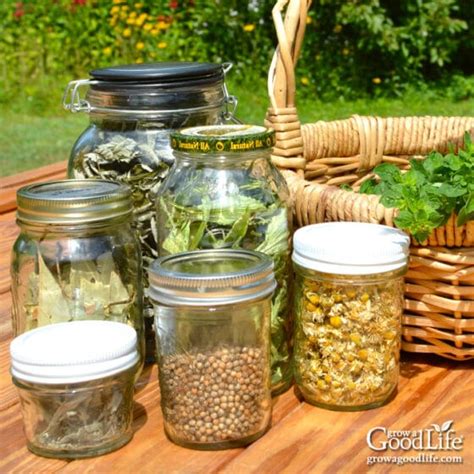 How to Harvest and Dry Herbs for Storage