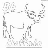 Free Buffalo Coloring Pages PDF To Print  Coloringfoldercom sketch template