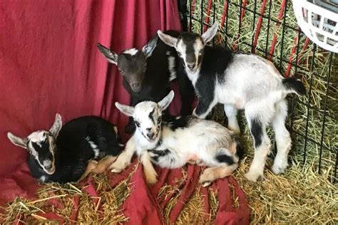 Mini Alpine Goat - Education Moore Exotics