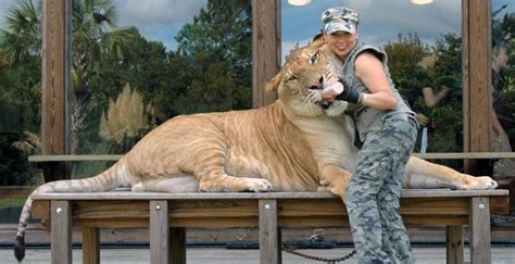 Myrtle Beach Safari – A Once in Lifetime Hands-On Wildlife Experience – Tigers