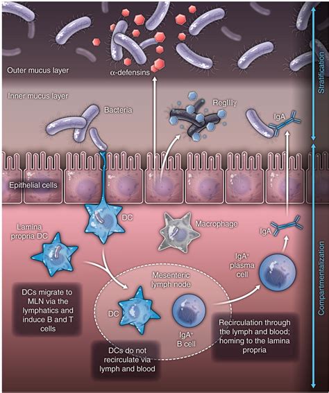 Interactions Between the Microbiota and the Immune System | Science