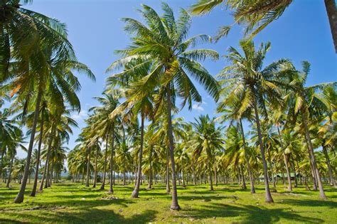 Coconut Farming — kidcyber