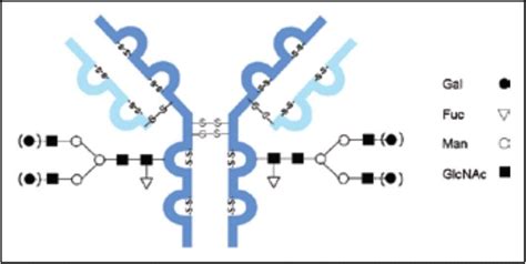 Characterization of an IgG1 Monoclonal Antibody and Related Sub ...