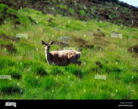 Red deer, Scotland Stock Photo - Alamy