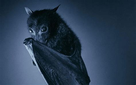 Bat Desktop Wallpapers - Top Free Bat Desktop Backgrounds - WallpaperAccess