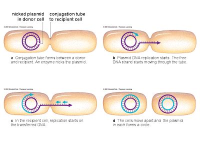 DBEB: Bacterial Conjugation