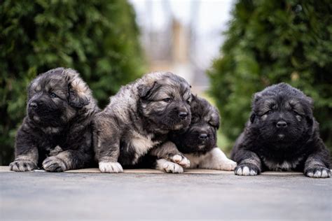 Introducing the Majestic Caucasian Shepherd Puppies - Titans Family