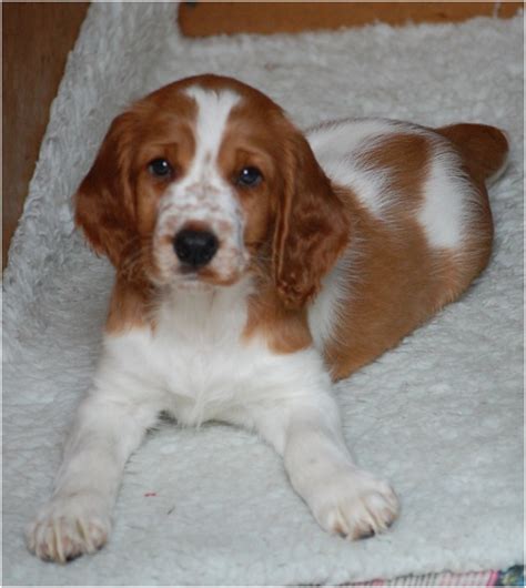 Welsh Springer Spaniel - Puppies, Rescue, Pictures, Temperament, Characteristics | Animals Breeds