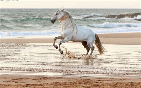 Download wallpapers white horse, coast, sea, beach, sunset, evening ...