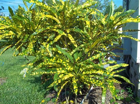 Miami Tropical Plants - Tropical Plant Company in Miami