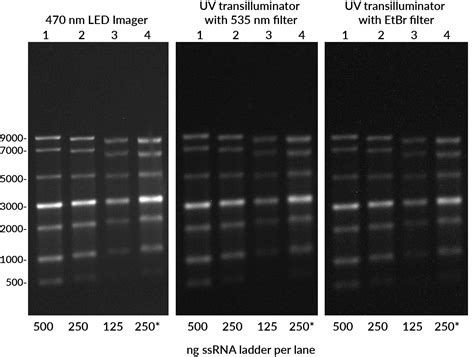 2x Rna Loading Dye Recipe | Bryont Blog