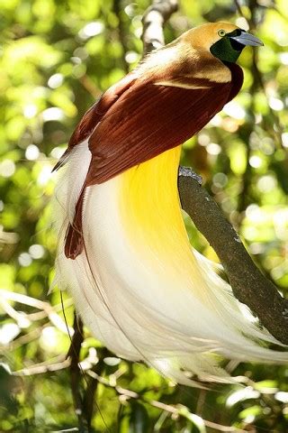 Birds of Paradise - Facts For Kids, Wild Life & Nature - Kinooze