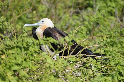 Cruises to the Galapagos Islands June 2023 - GalapagosInformation.com Blog