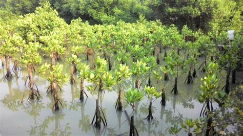 Ciri Khusus Pohon Bakau - Wulan Tugas