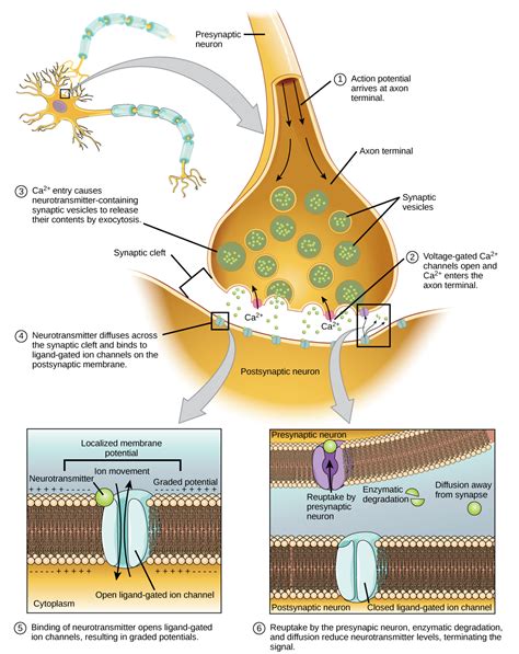 Chemical and Electrical Synapses | Biology for Majors II