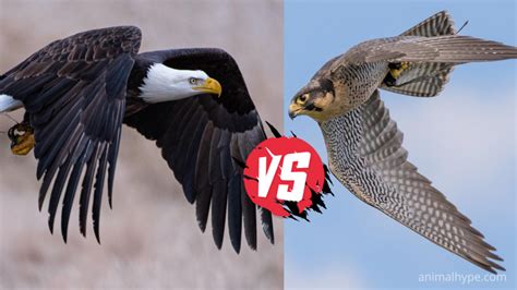 Eagle vs Falcon - What is the Difference? - Animal Hype