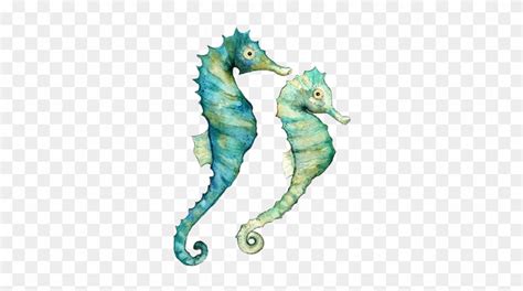 Seahorses - Watercolor Ocean Animals - Free Transparent PNG Clipart Images Download