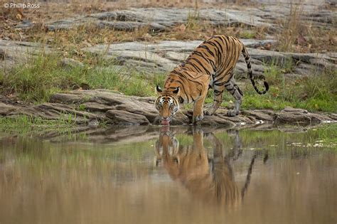 Bandhavgarh Wildlife Photography Tour - Tiger Photo Tour | The Outback Experience