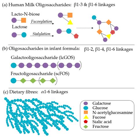 Nutrients | Free Full-Text | Infant Complementary Feeding of Prebiotics for the Microbiome and ...