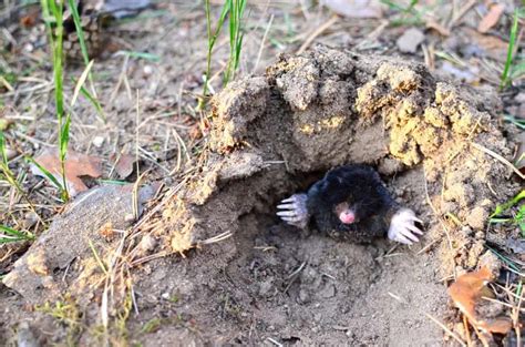 Mole Animal Facts | Talpidae | AZ Animals