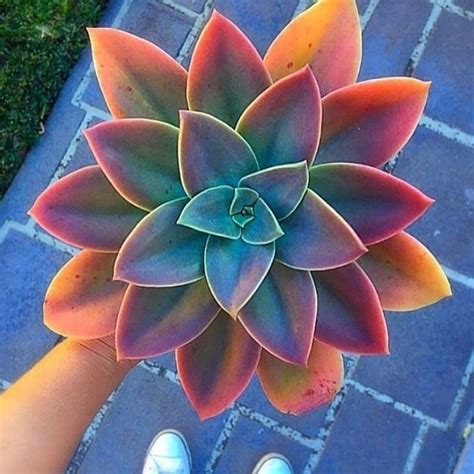 Pin op Succulents