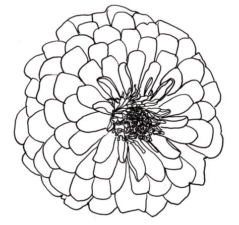 Free Flowers Line Drawing, Download Free Flowers Line Drawing png ...