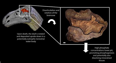 This is the first dinosaur brain fossil ever found