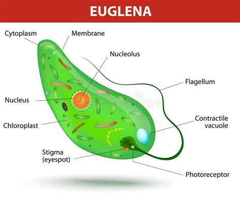 Structure of a euglena. Anatomy of a euglena. Euglena freshwater ...