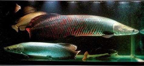 Arapaima Gigas | Dragon Fish