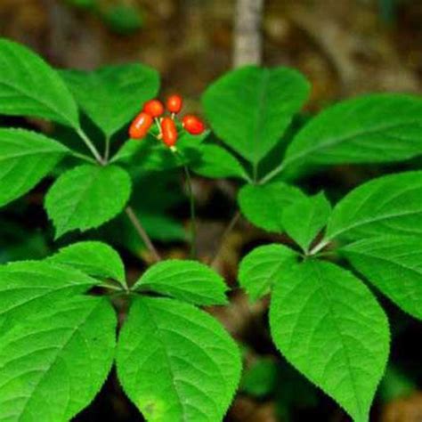 Panax Ginseng Extract Powder - Novoherb