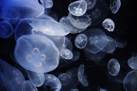 Moon Jellyfish Facts — SeaDoc Society