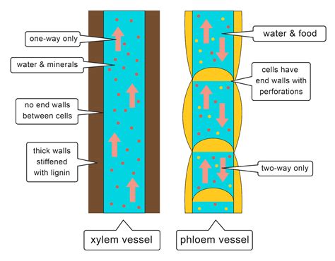 Specialised Cells – GCSE Biology (Combined Science) Edexcel Revision ...