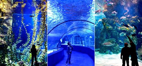 Antalya Aquarium Tickets: Info & Price (Updated → December 2024)